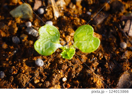 カブ　蕪 124013866