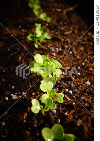 カブ　蕪 124013867