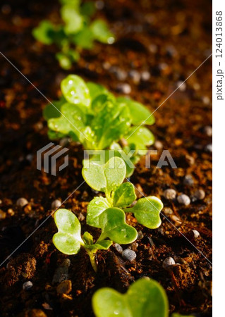 カブ　蕪 124013868