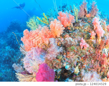 色彩豊かな伊豆の海でダイビング 色彩豊かな伊豆の海でダイビング 124014329
