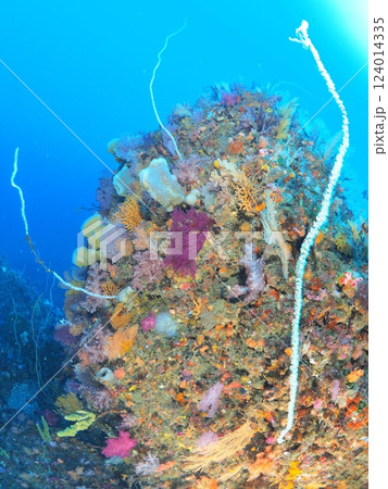 ダイビングのメッカ、伊豆の海でダイビング 124014335