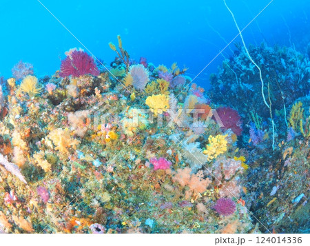 ダイビングのメッカ、伊豆の海でダイビング ダイビングのメッカ、伊豆の海でダイビング 124014336