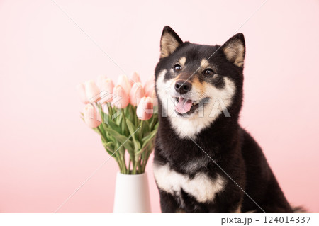 ピンクバックとチューリップと微笑む豆柴のシェリ 124014337