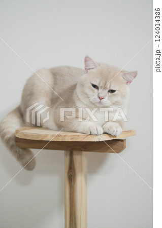 British shorthair beige cat with calm expression sits on wooden perch against plain white background British shorthair beige cat with calm expression sits on wooden perch against plain white background 124014386