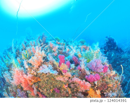 彩り豊かなソフトコーラルとダイバー 彩り豊かなソフトコーラルとダイバー 124014391