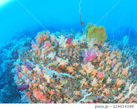 色鮮やかな伊豆の海でダイビング 色鮮やかな伊豆の海でダイビング 124014399