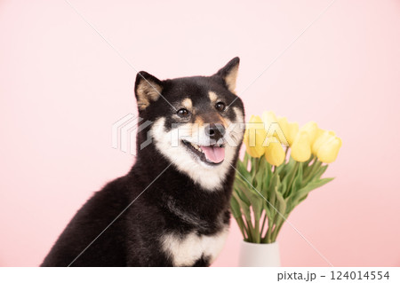 ピンクバックと黄色いチューリップと微笑む豆柴のシェリ 124014554