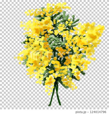 Mimosa painted in watercolor Mimosa painted in watercolor 124014796
