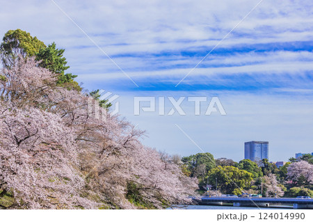 千鳥ケ淵　満開の桜 124014990