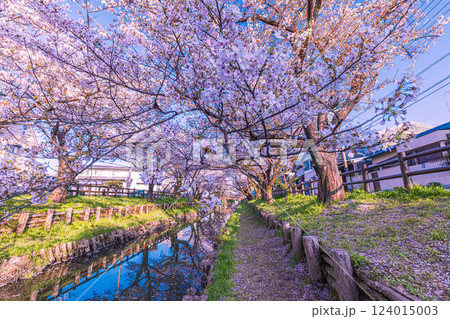 新河岸川の桜並木 埼玉県 新河岸川の桜並木 埼玉県 124015003