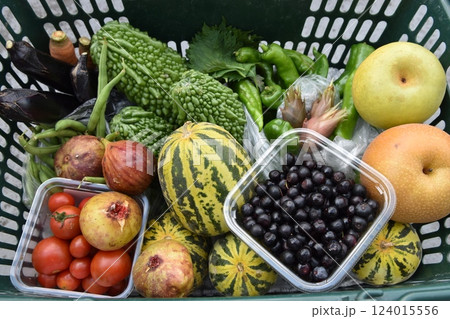 まくわうりやゴーヤ、イチジクや、ブルーベリー、トマトは夏の収穫物、秋の味覚。 124015556