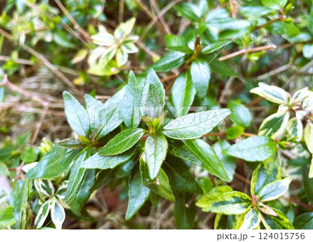 春のはじまりにきれいな新芽新葉を出すアベリア2 124015756