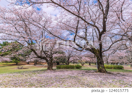 桜咲く光が丘公園 東京都 桜咲く光が丘公園 東京都 124015775