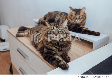 Long-haired charcoal bengal kitty cat laying on the white shelf Long-haired charcoal bengal kitty cat laying on the white shelf 124015832