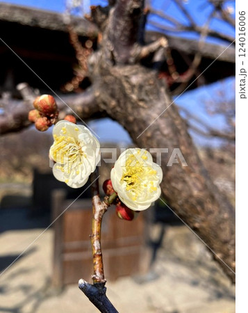 晴天に映える梅の花 晴天に映える梅の花 124016006