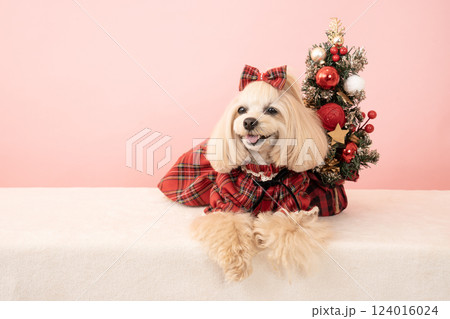 ピンクバックとクリスマスツリーと微笑むマルプーのパンナ 124016024