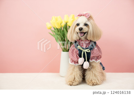 ピンクバックとチューリップと微笑むマルプーのパンナ 124016138