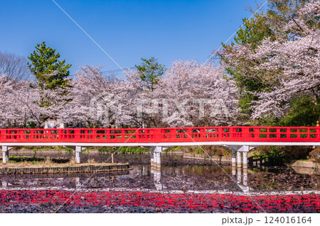 桜咲く岩槻城址公園　埼玉県 124016164