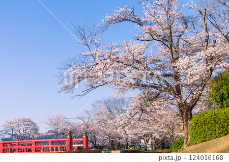 桜咲く岩槻城址公園　埼玉県 124016168