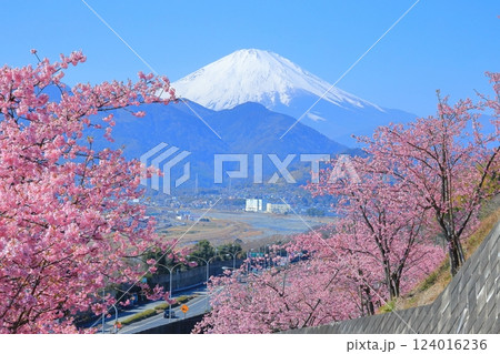 (神奈川県)松田・西平畑公園 河津桜と富士山 (神奈川県)松田・西平畑公園 河津桜と富士山 124016236