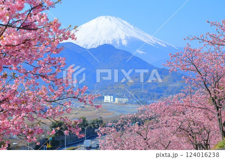 (神奈川県)松田・西平畑公園 河津桜と富士山 (神奈川県)松田・西平畑公園 河津桜と富士山 124016238