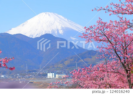 (神奈川県)松田・西平畑公園 河津桜と富士山 (神奈川県)松田・西平畑公園 河津桜と富士山 124016240
