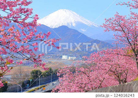 （神奈川県）松田・西平畑公園　河津桜と富士山 124016243