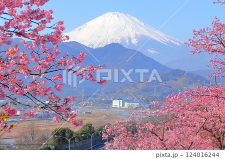 （神奈川県）松田・西平畑公園　河津桜と富士山 124016244