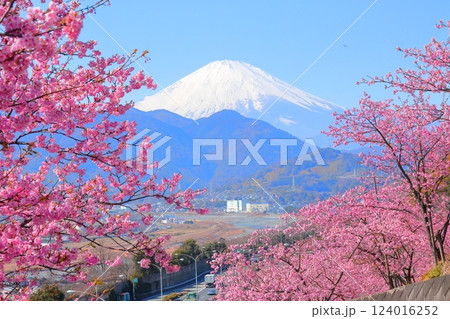 （神奈川県）松田・西平畑公園　河津桜と富士山 124016252