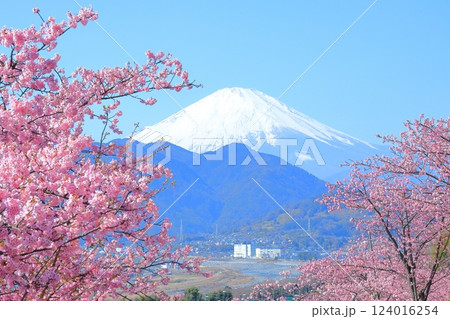 （神奈川県）松田・西平畑公園　河津桜と富士山 124016254