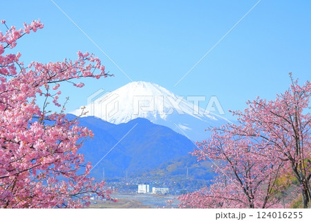 （神奈川県）松田・西平畑公園　河津桜と富士山 124016255