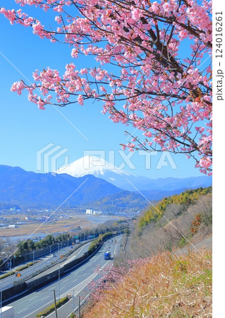 （神奈川県）松田・西平畑公園　河津桜と富士山 124016261