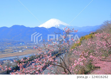 （神奈川県）松田・西平畑公園　河津桜と富士山 124016262