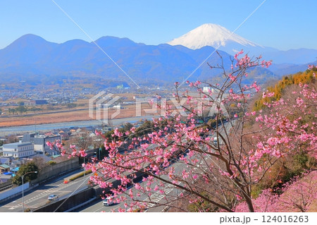 （神奈川県）松田・西平畑公園　河津桜と富士山 124016263