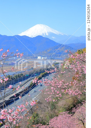 （神奈川県）松田・西平畑公園　河津桜と富士山 124016264