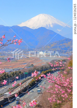 （神奈川県）松田・西平畑公園　河津桜と富士山 124016265