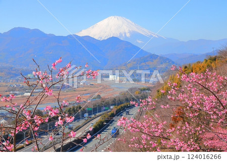 （神奈川県）松田・西平畑公園　河津桜と富士山 124016266