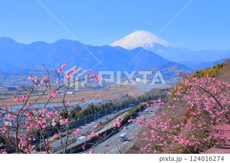 (神奈川県)松田・西平畑公園 河津桜と富士山 (神奈川県)松田・西平畑公園 河津桜と富士山 124016274