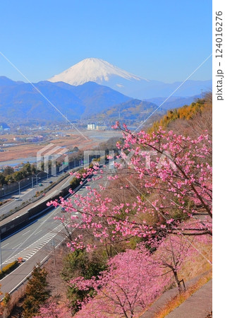 （神奈川県）松田・西平畑公園　河津桜と富士山 124016276
