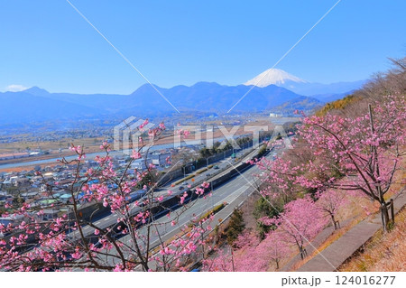 （神奈川県）松田・西平畑公園　河津桜と富士山 124016277
