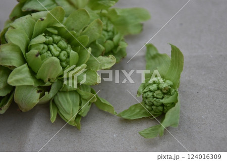 ふきのとうは春の訪れを告げる食材。田舎の土手に咲く花、蕗の薹。 124016309