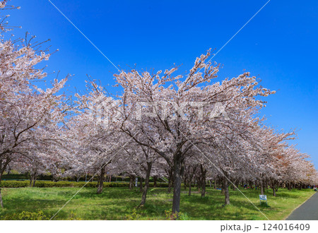 満開の桜の木 124016409