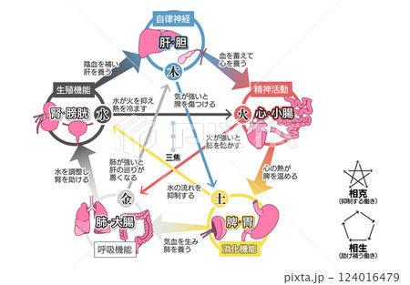 東洋医学の五行説(五臓六腑)の相関図 124016479