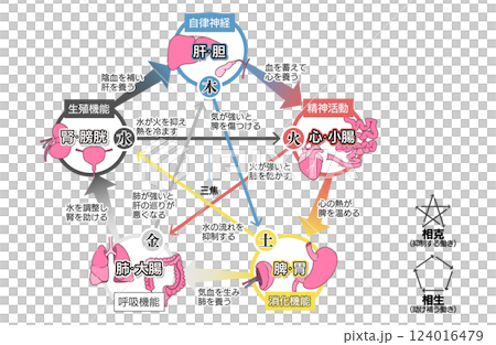 東洋医学の五行説(五臓六腑)の相関図 124016479