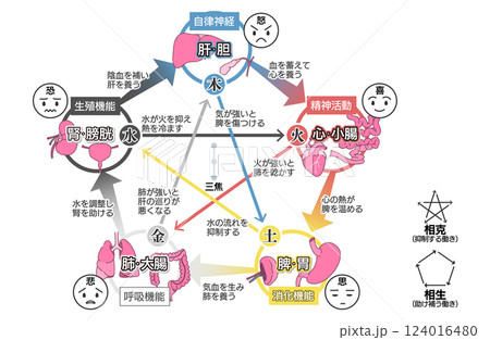東洋医学の五行説(五臓六腑)の相関図 124016480