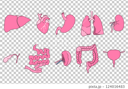 Illustration of the internal organs 124016483