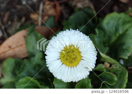 早春の白い花 124016506