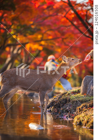 【秋】奈良公園の鹿【紅葉】 124016508