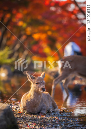 【秋】奈良公園の鹿【紅葉】 124016511
