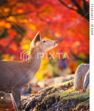 【秋】奈良公園の鹿【紅葉】 124016512